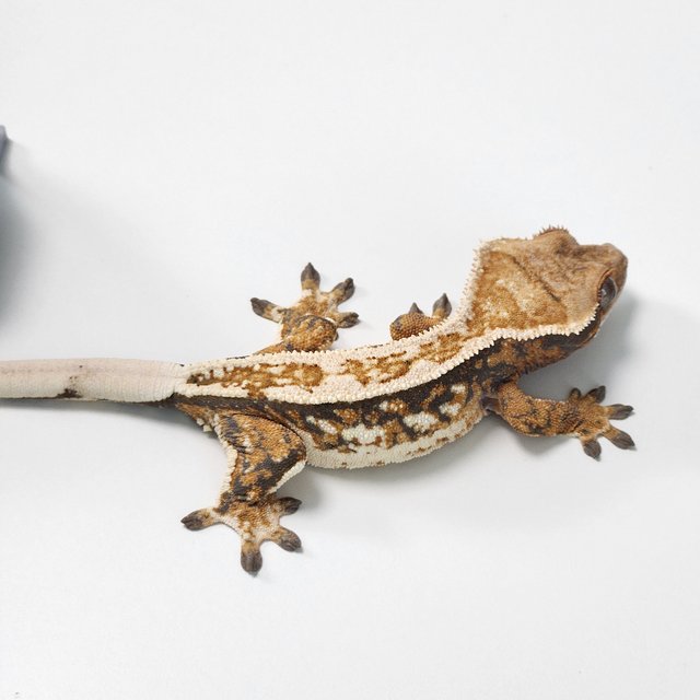 노멀 트라이 슈퍼스트라이프 풀핀 핀스트라이프 화이트핀