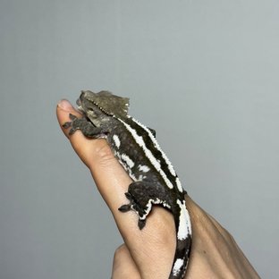 아잔틱
