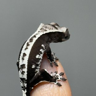 아잔틱