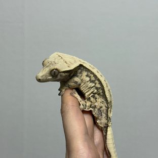 핀스트라이프 트라이