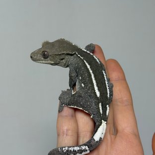 아잔틱