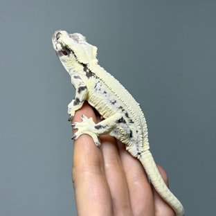 릴리 세이블