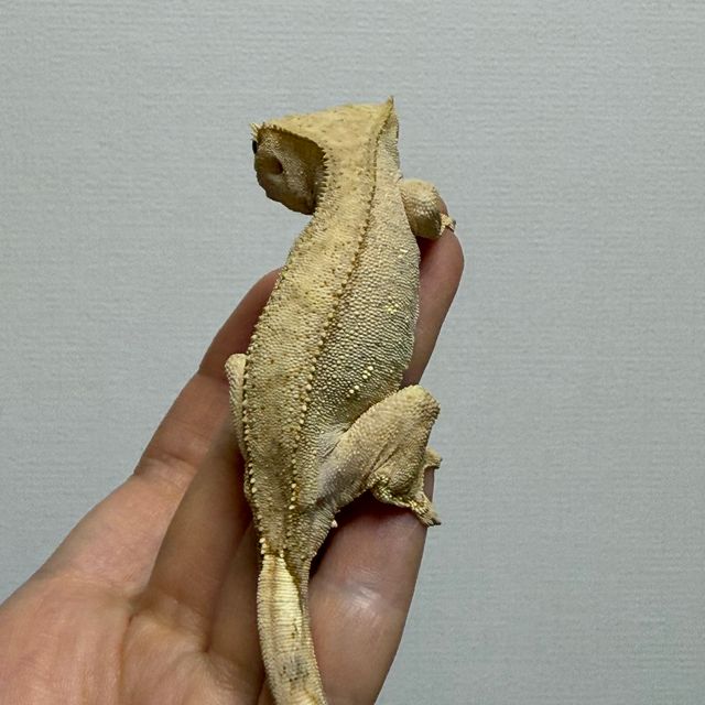 옐로우 크림 팬텀