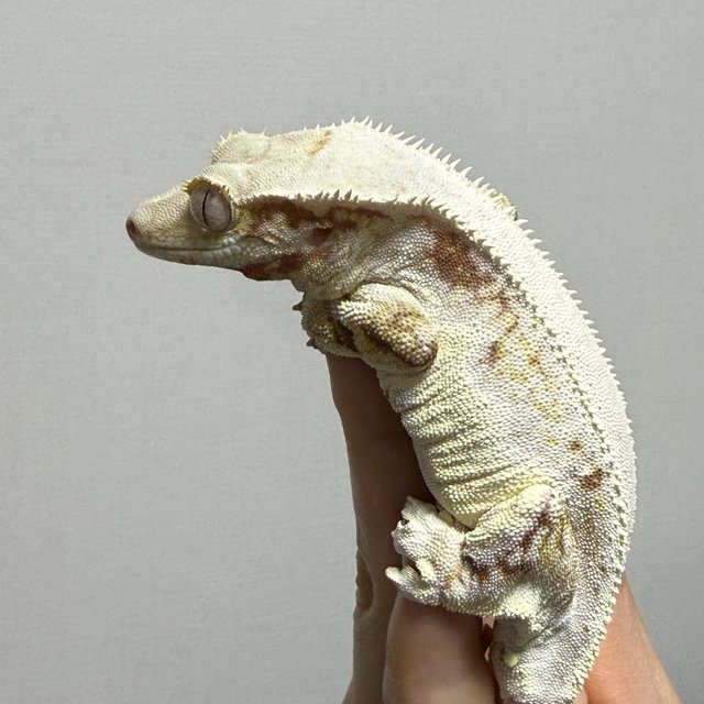 레드 릴리화이트