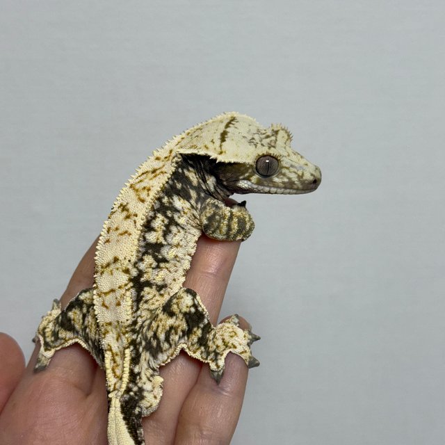 트라이 드리피 화이트스팟 노멀