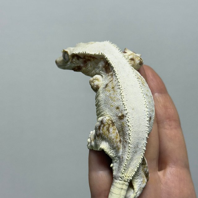 레드 릴리화이트