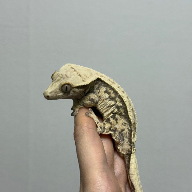 핀스트라이프 트라이