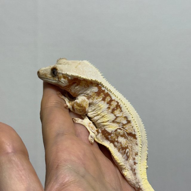 레드 릴리화이트