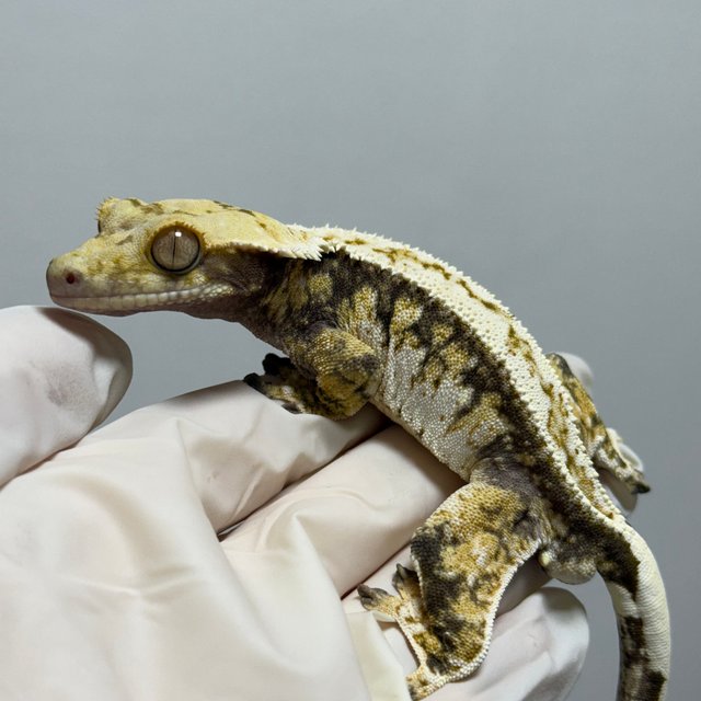 핀스트라이프 트라이 드리피