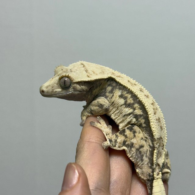 핀스트라이프 트라이