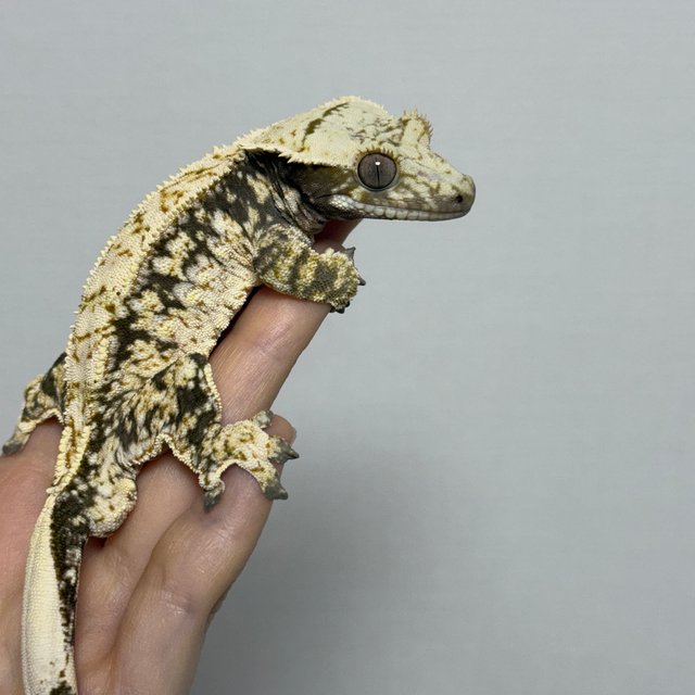 트라이 드리피 화이트스팟 노멀