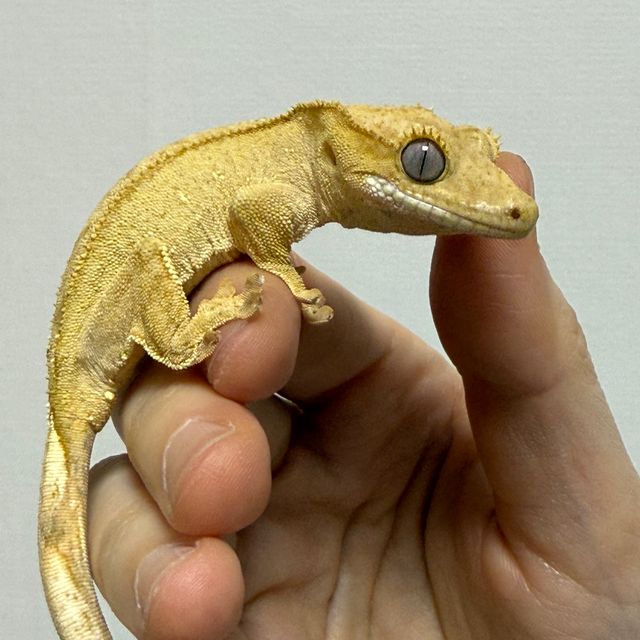 옐로우 크림 팬텀