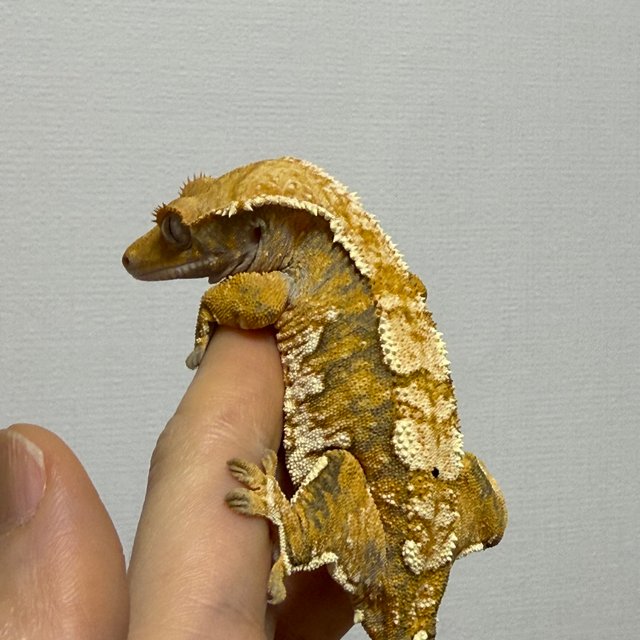 트라이 익스트림할리퀸