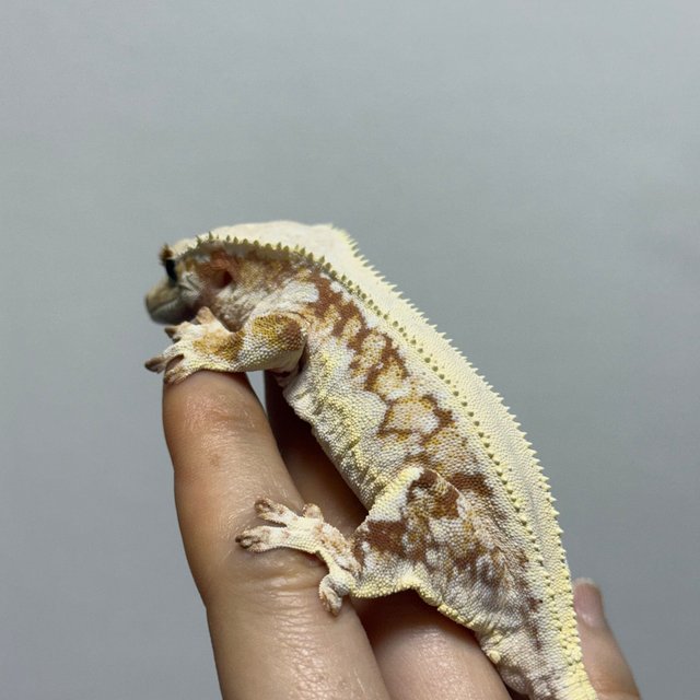 레드 릴리화이트