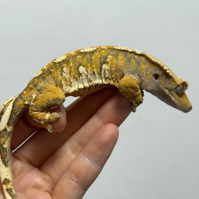 트라이 익스트림할리퀸