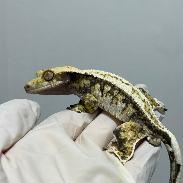 핀스트라이프 트라이 드리피