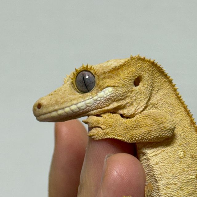 옐로우 크림 팬텀