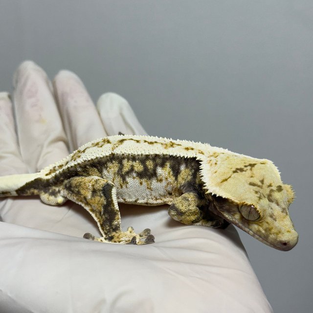 핀스트라이프 트라이 드리피