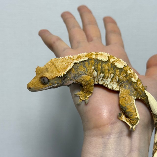 트라이 익스트림할리퀸