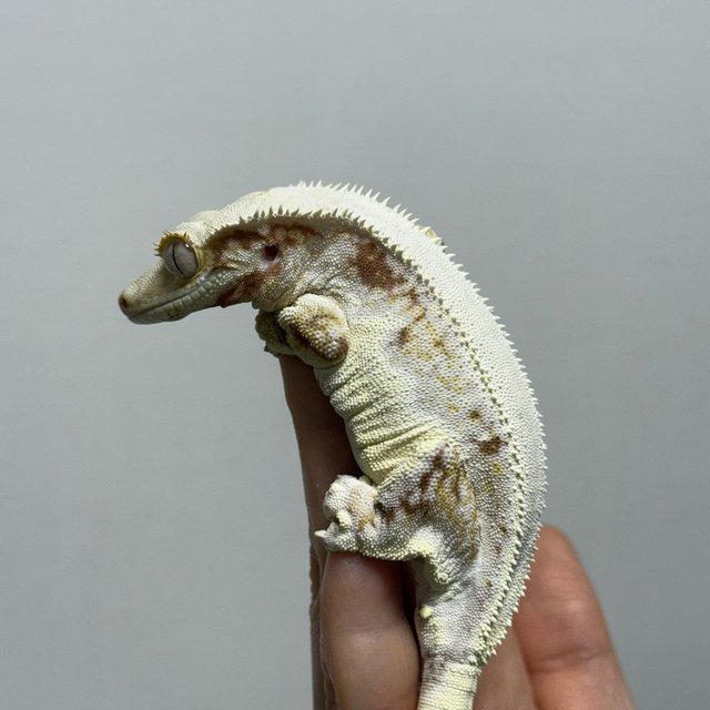 레드 릴리화이트