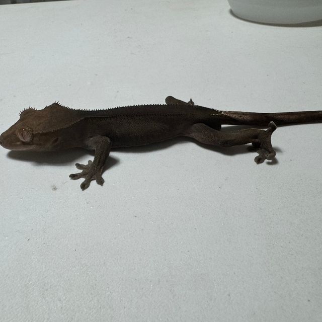 챠콜