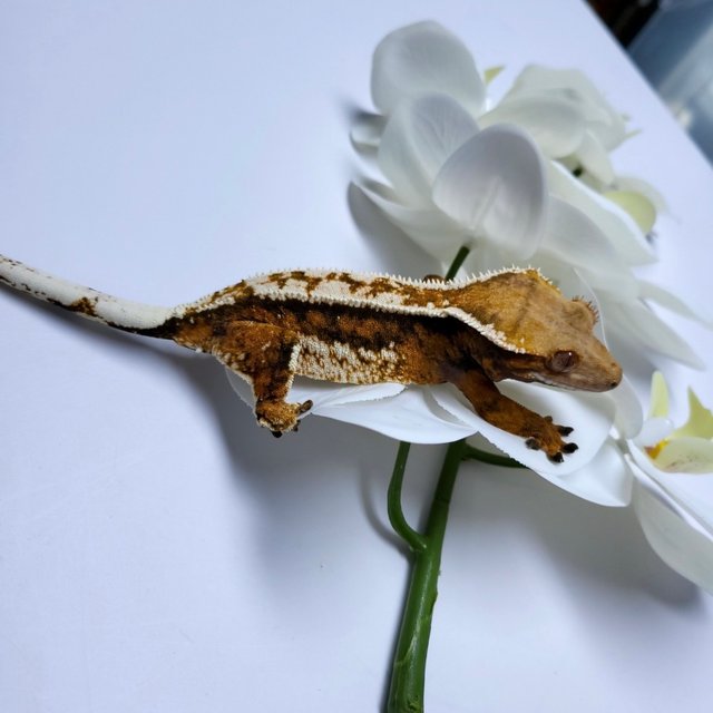 노멀 텐저린 쿼드