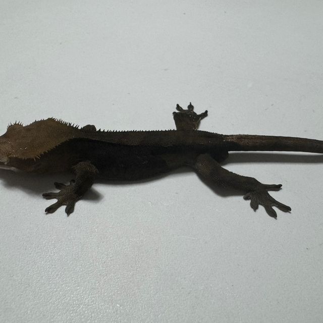 챠콜