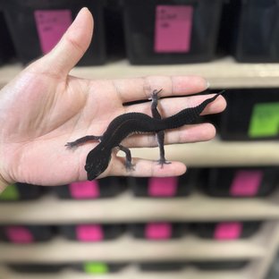 스노우 블랙나이트 이클립스