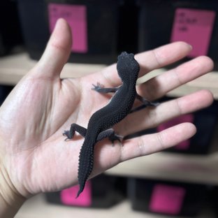 스노우 블랙나이트 이클립스