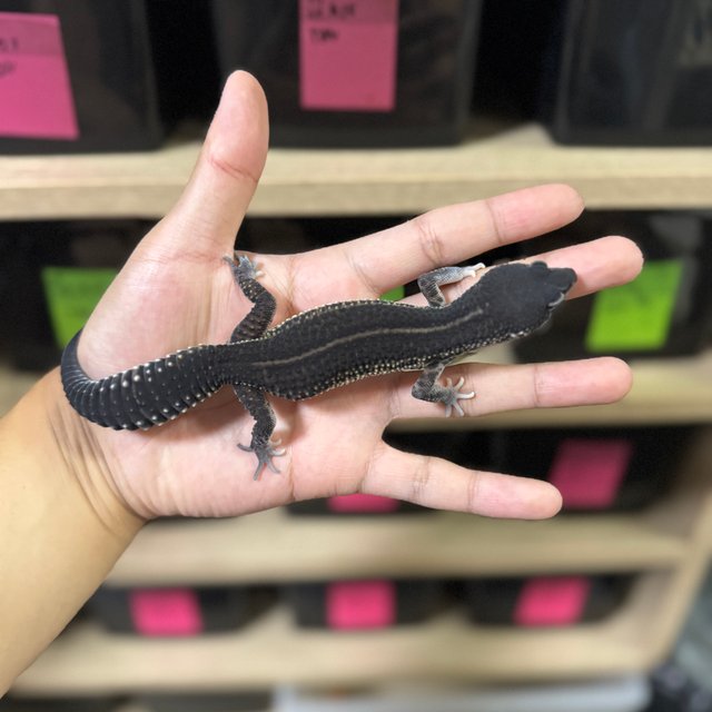 스노우 블랙나이트 이클립스