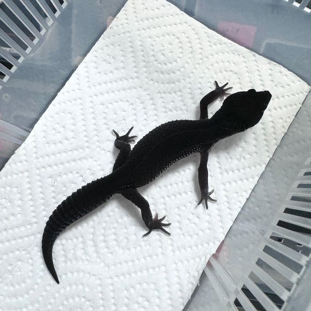 블랙나이트 스노우