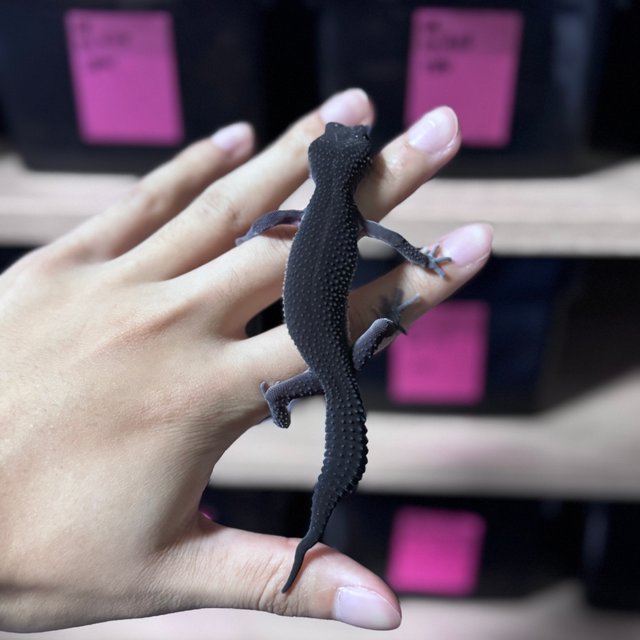 스노우 블랙나이트 이클립스