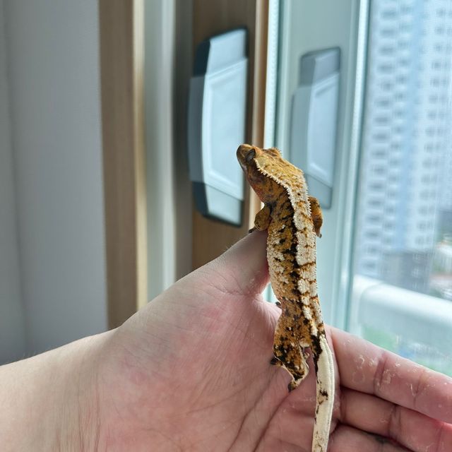 노멀 익스트림할리퀸