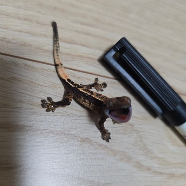 쿼드 노멀