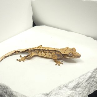 트라이 익스트림할리퀸