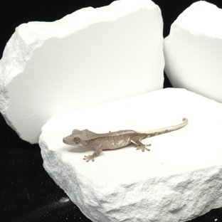 팬텀 프라푸치노