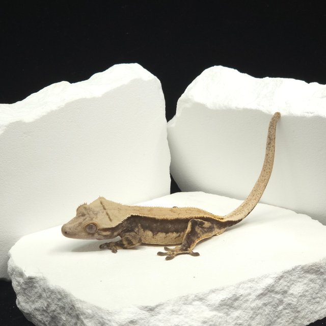 솔리드백 쿼드 풀핀