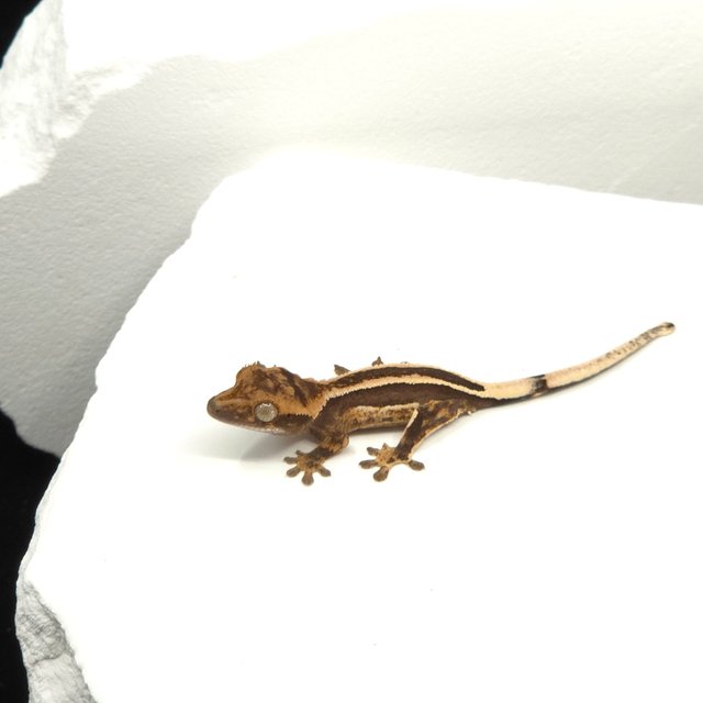 슈퍼스트라이프 엠티백