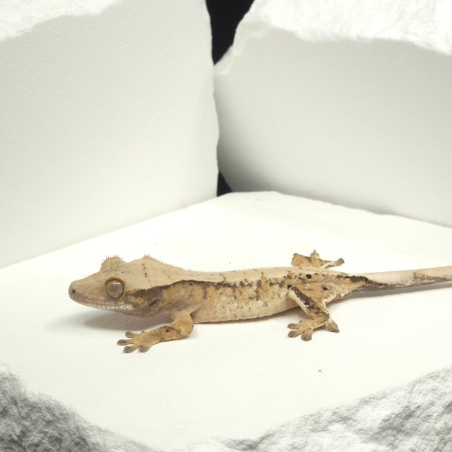 드리피 화이트스팟