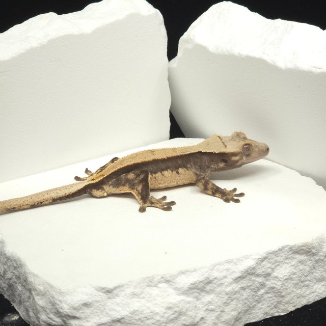 솔리드백 쿼드 풀핀