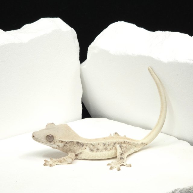 솔리드백 릴리화이트