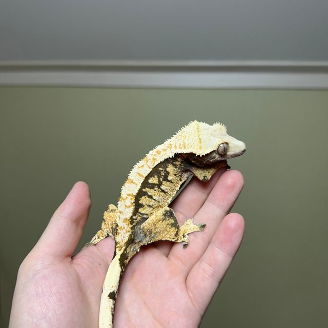 노멀