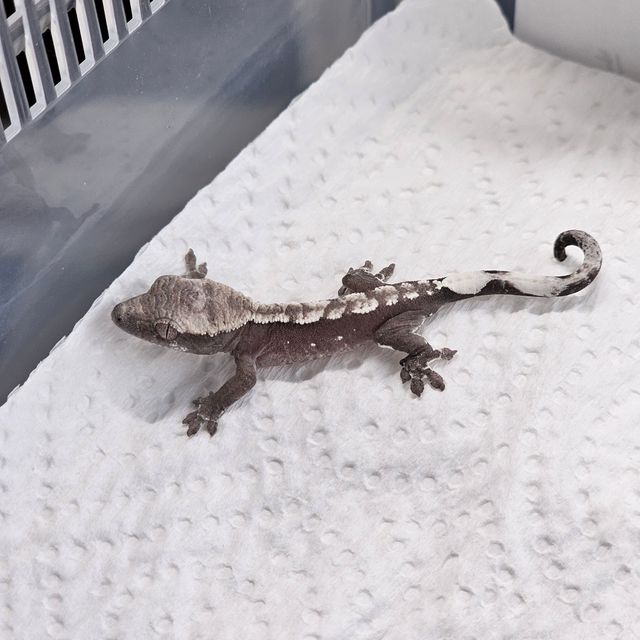 아잔틱
