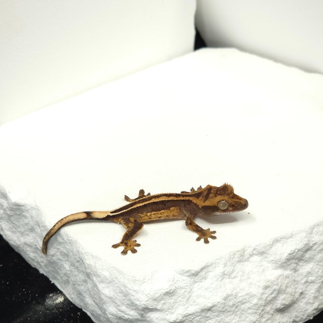 슈퍼스트라이프 엠티백