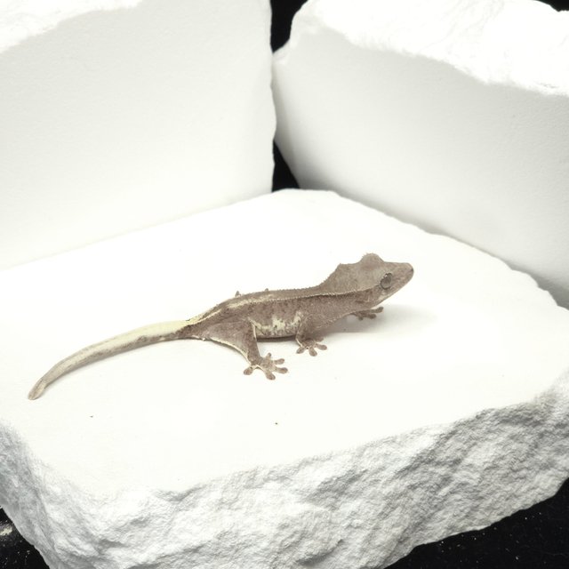 팬텀 프라푸치노