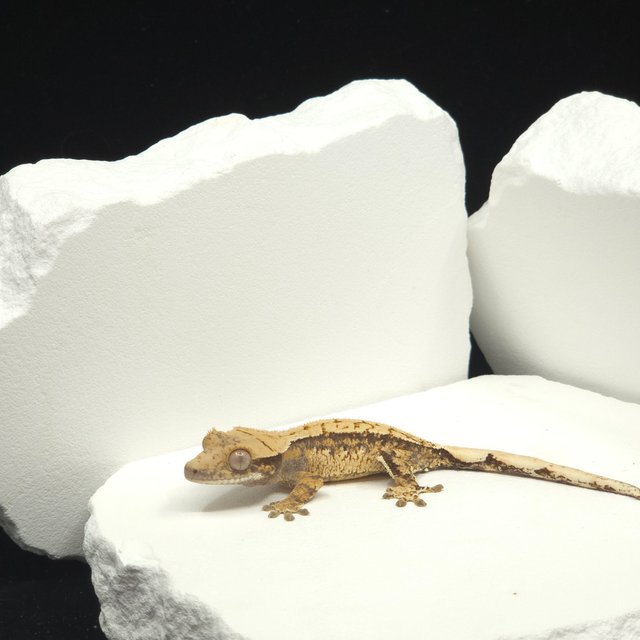 트라이 익스트림할리퀸