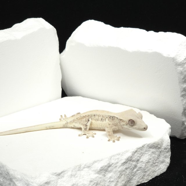 솔리드백 릴리화이트