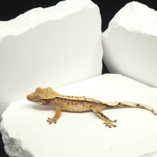 트라이 익스트림할리퀸