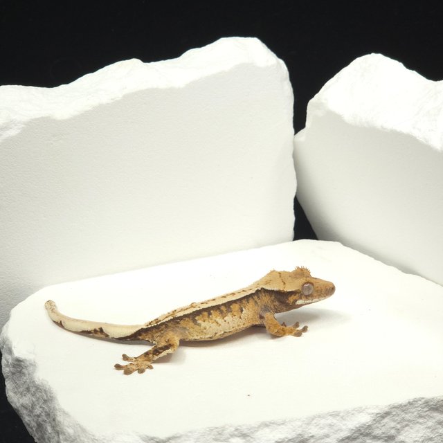 트라이 익스트림할리퀸