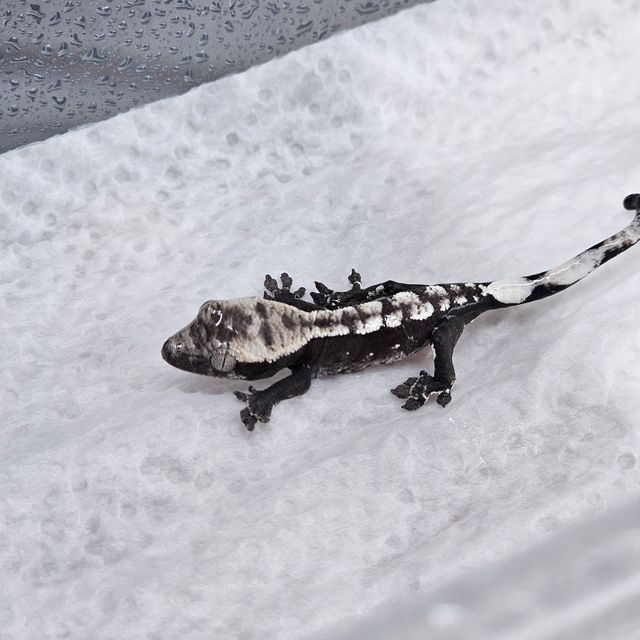 아잔틱